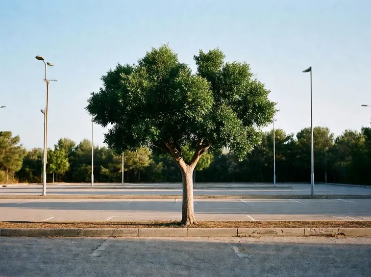 carrubo