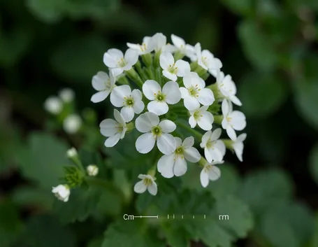 coclearia