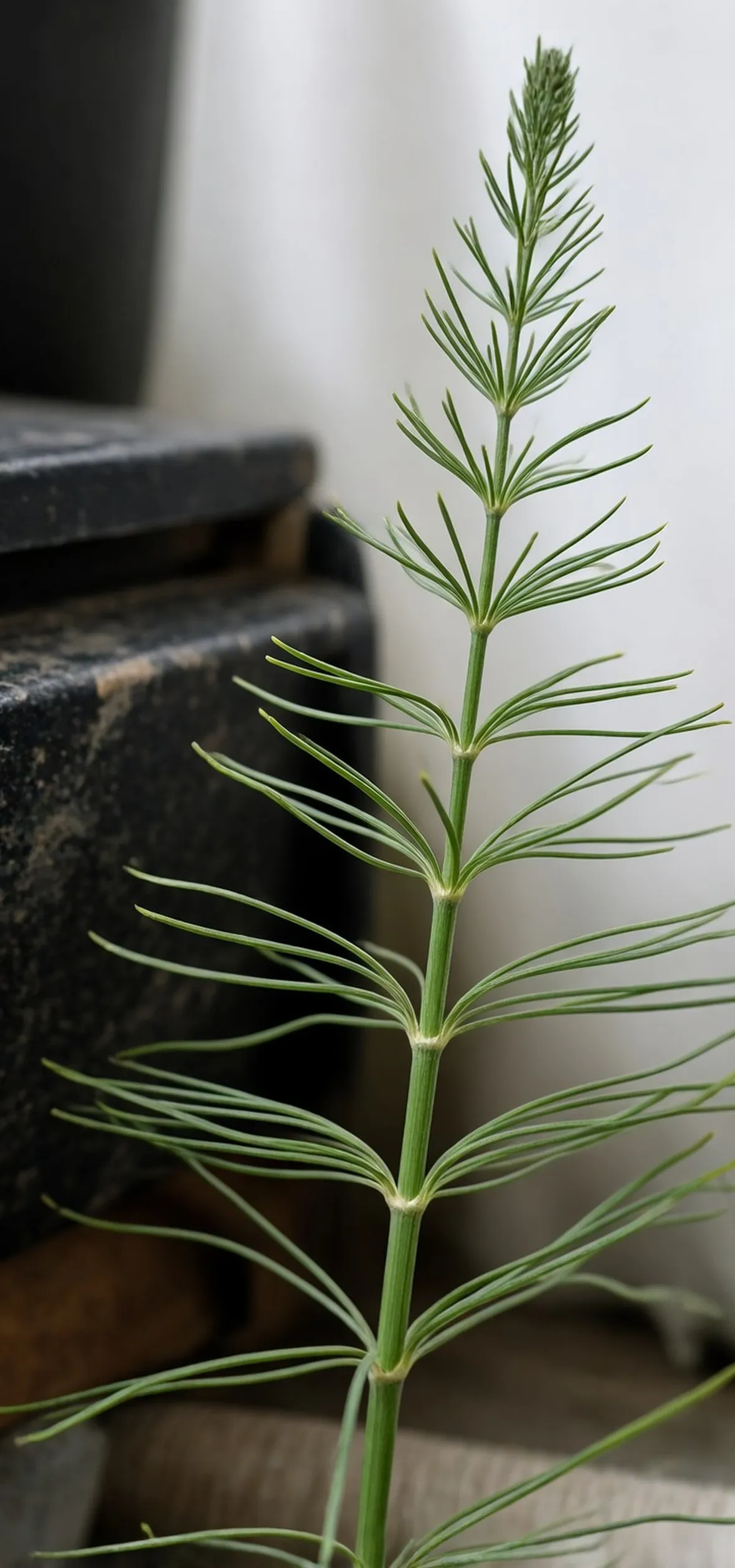 coda cavallina