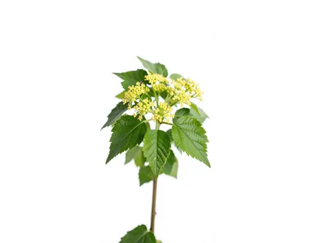 corniolo