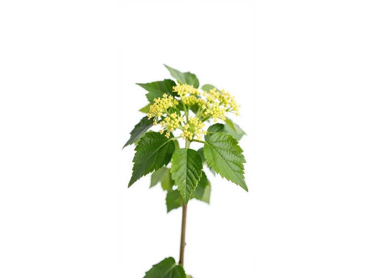 corniolo