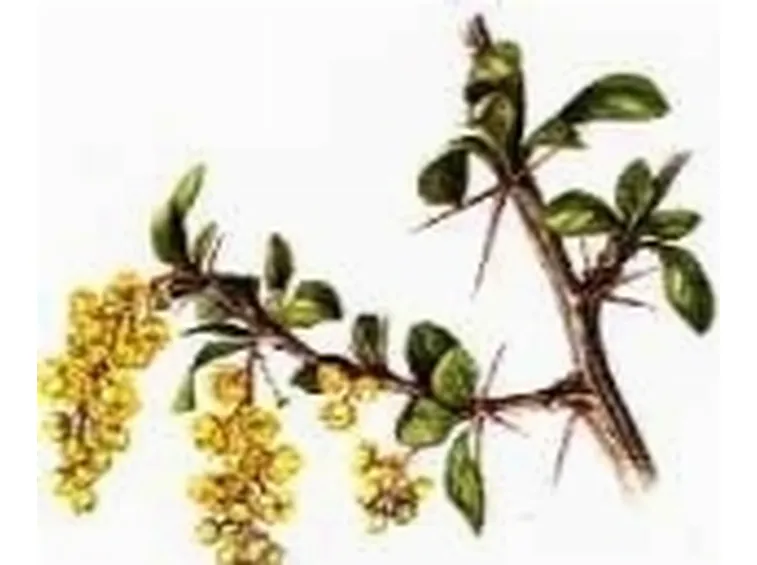 crespino