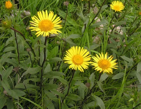 enula