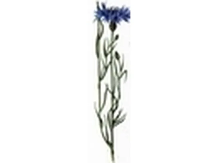 centaurea