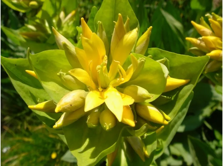 gentiana lutea