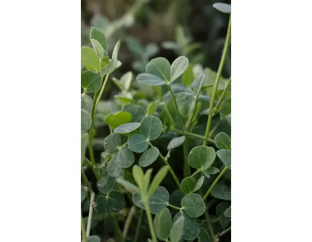 lenticchia