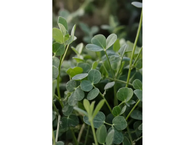 lenticchia