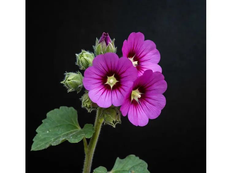 malva
