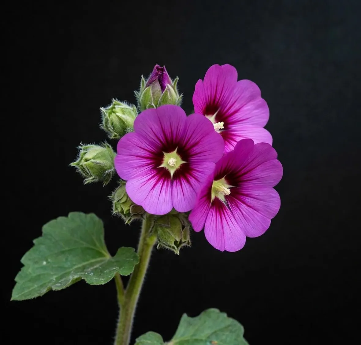 malva
