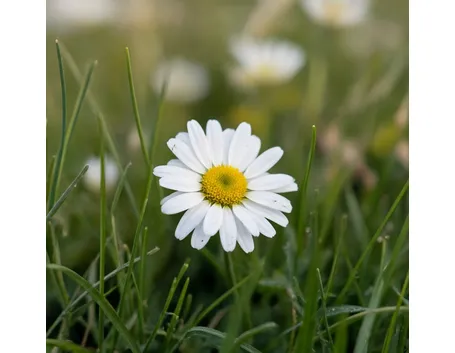 bellis perennis