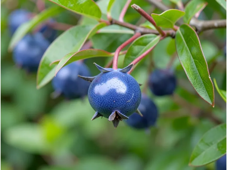 mirto