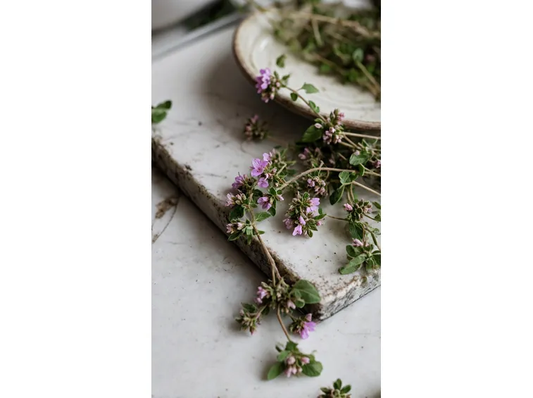 origanum