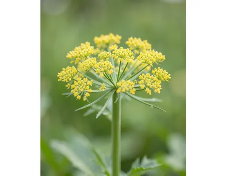 pastinaca