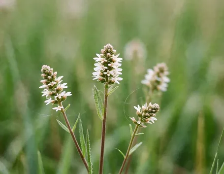 piantaggine