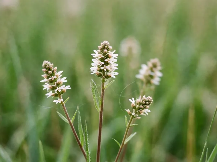piantaggine