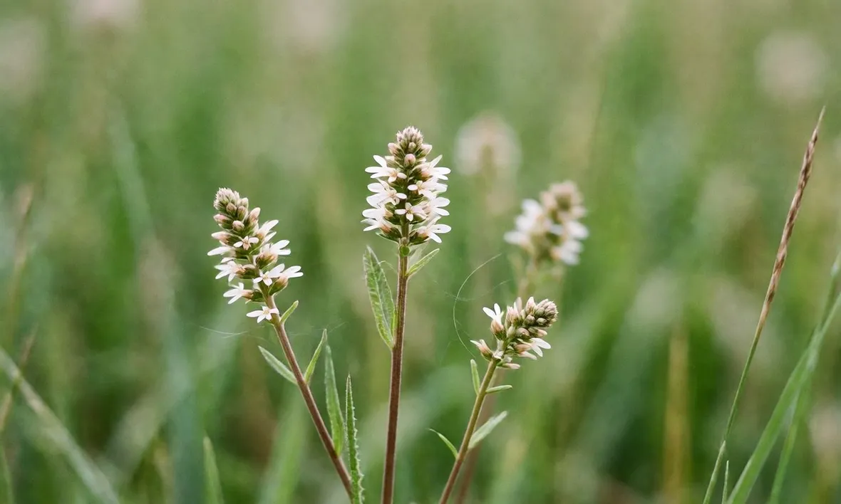piantaggine