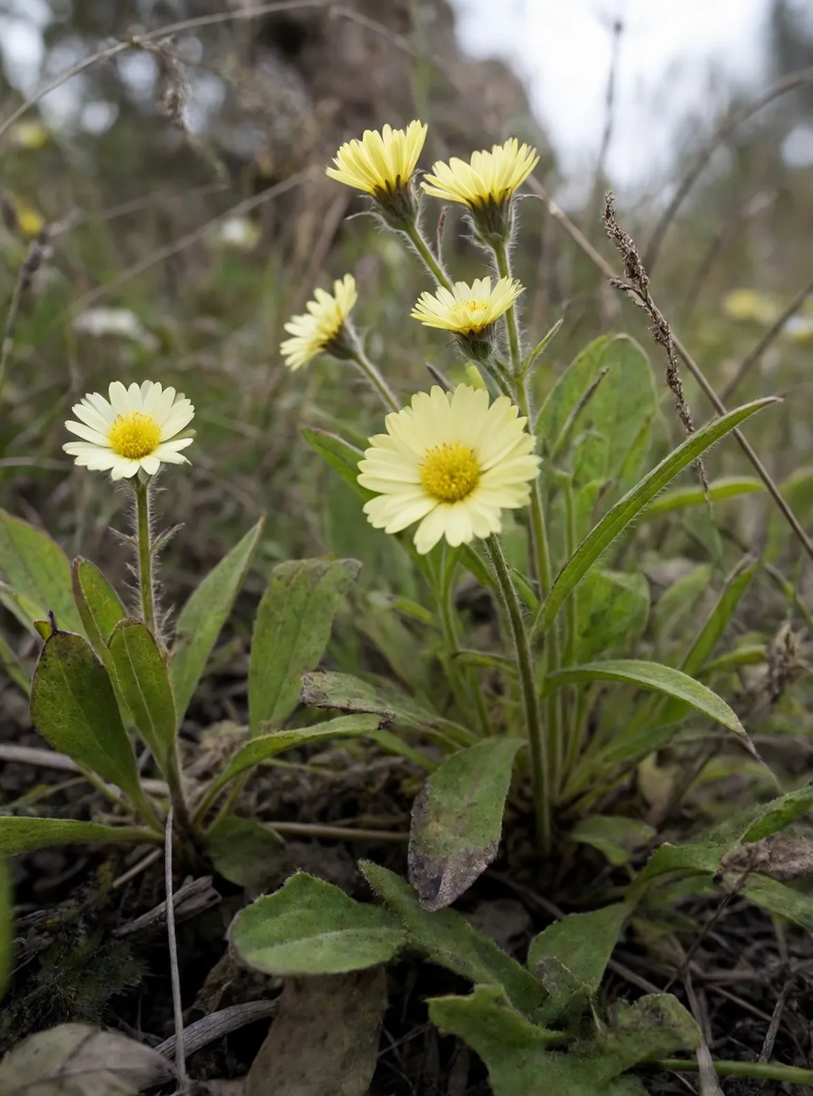 pilosella
