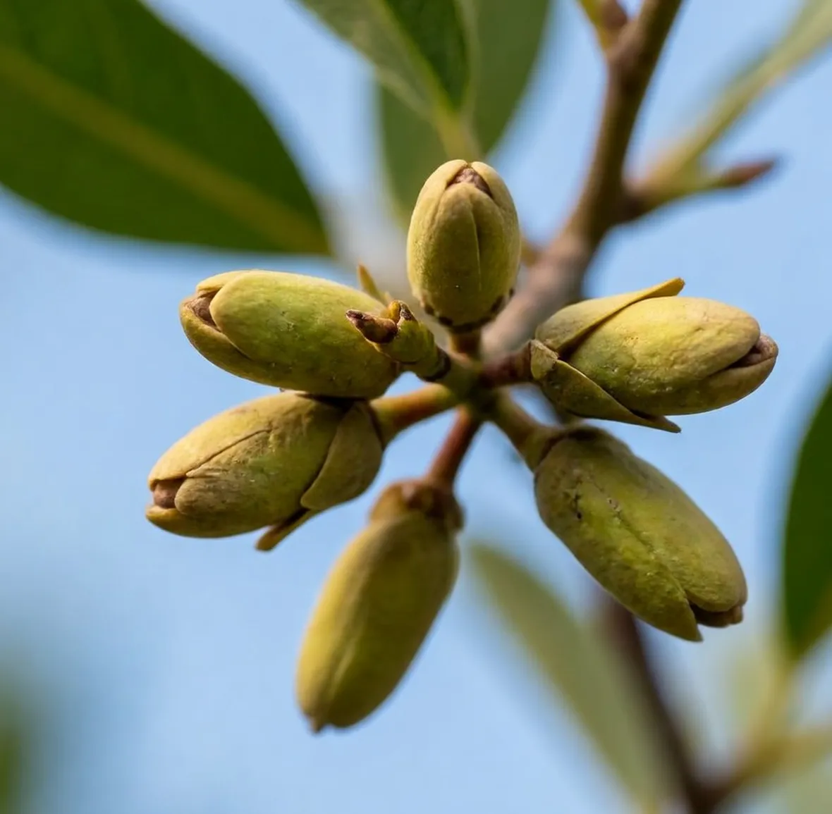 pistacchio