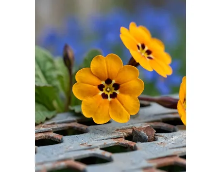 primula