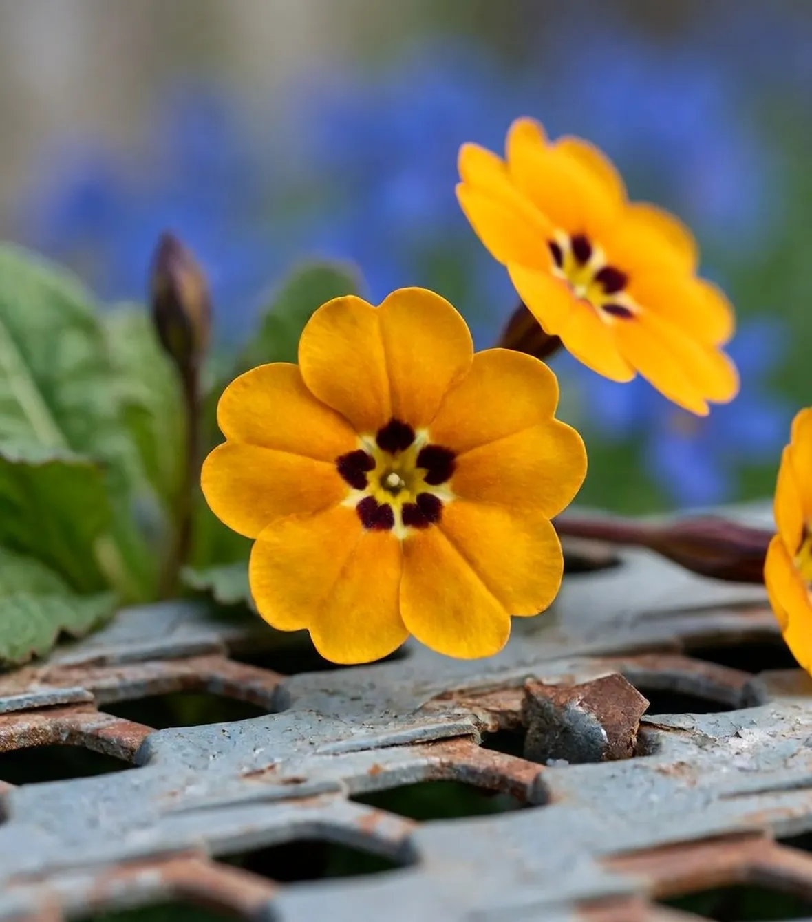 primula