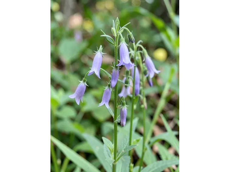 campanula rapunculus