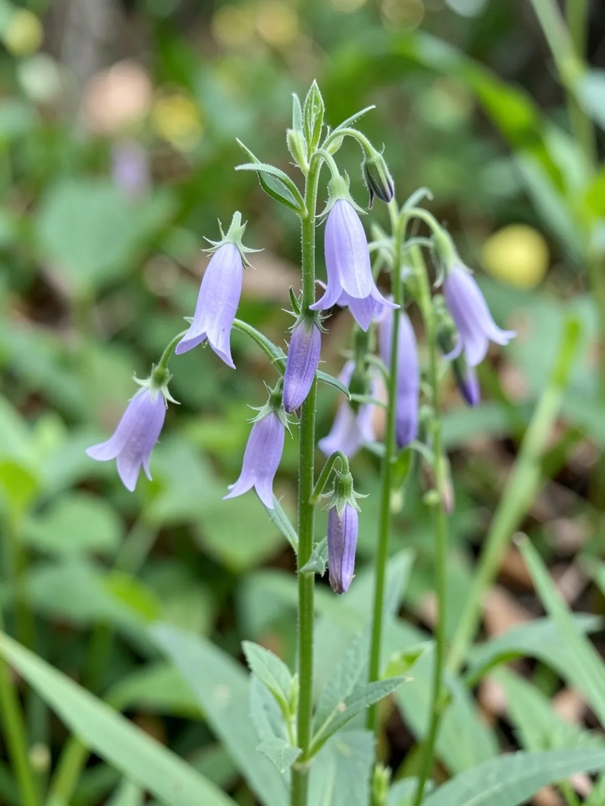 campanula rapunculus
