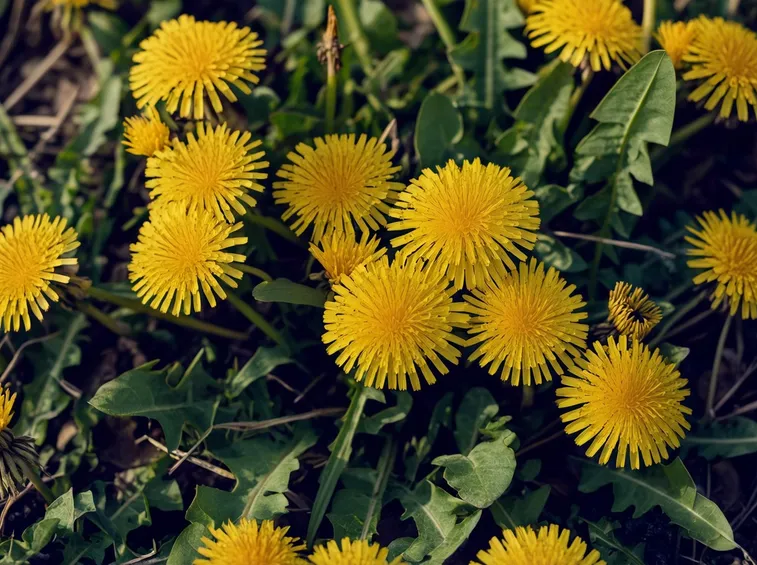 fiori di tarassaco