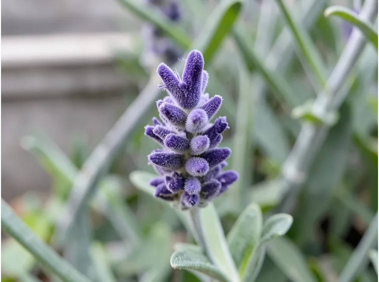 Lavanda