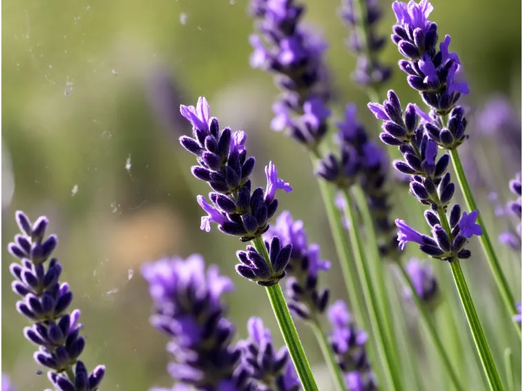 lavanda