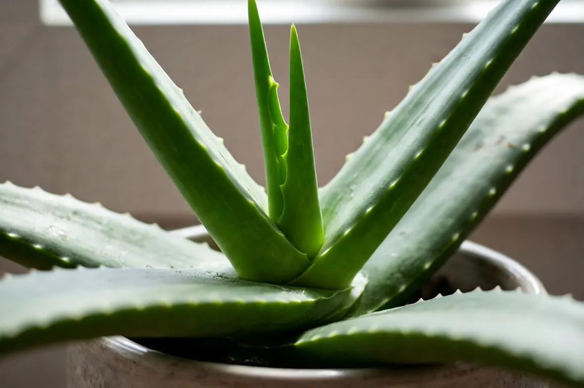 aloe barbadensis