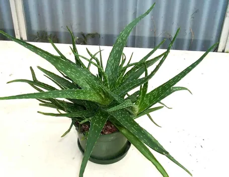 Una pianta di aloe molto rigogliosa