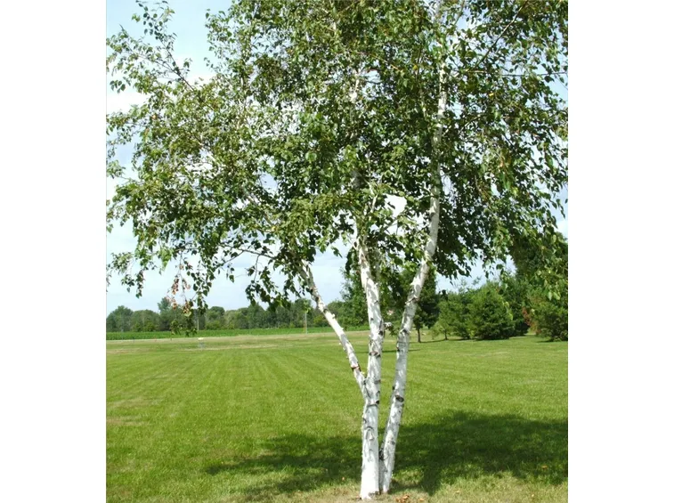betulla