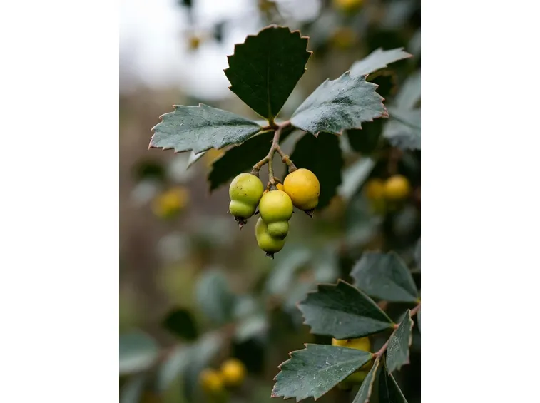 Mahonia