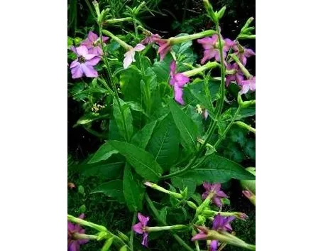 Nicotiana