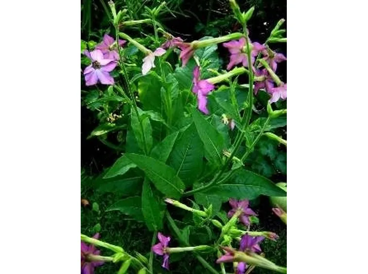 Nicotiana