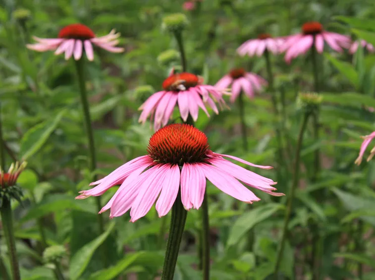 Echinacea purpurea