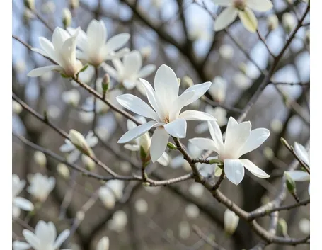 Fiori di magnolia stellata