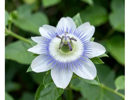 passiflora