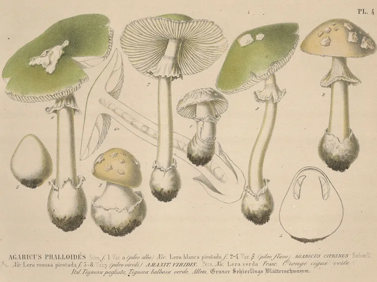 Illustrazione botanica di diverse specie del genere Agaricus