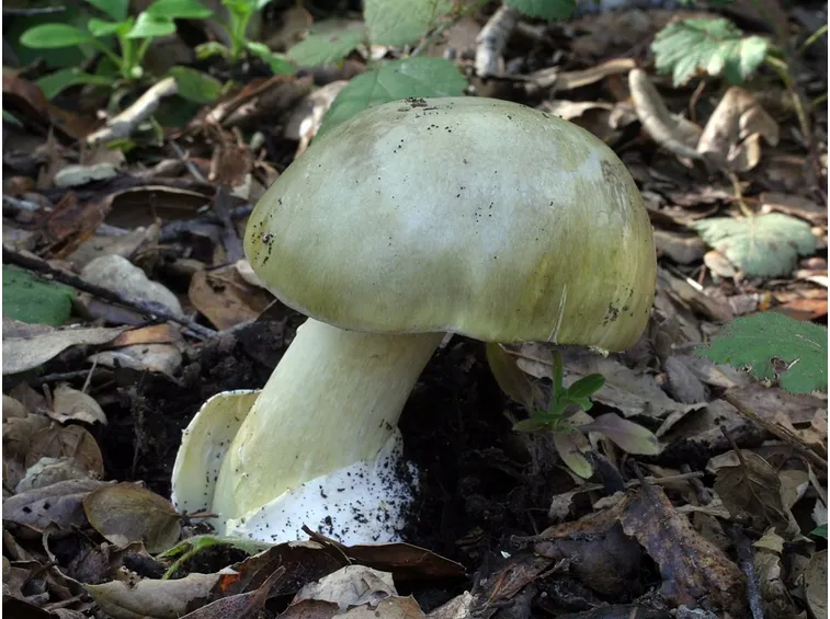 Un esemplare della velenosa Amanita phalloides, che si può scambiare per Agaricus campestris