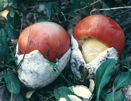 Ovuli di Amanita caesarea