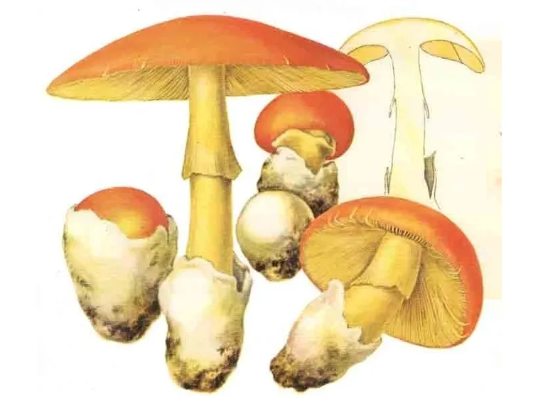 Illustrazione botanica dell'Amanita caesarea