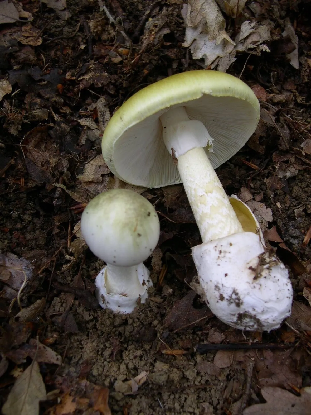 L' amanita phalloides