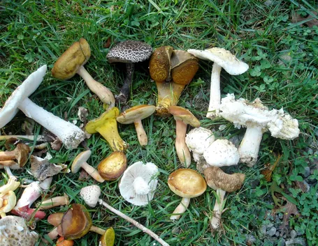 Alcuni esemplari di funghi velenosi, tra i quali l'Amanita verna