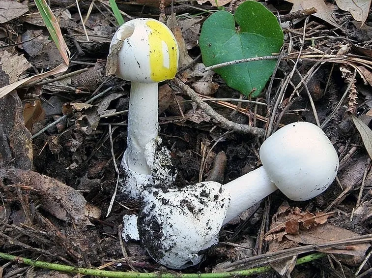 Amanita verna con il cappello ingiallito: è molto velenosa