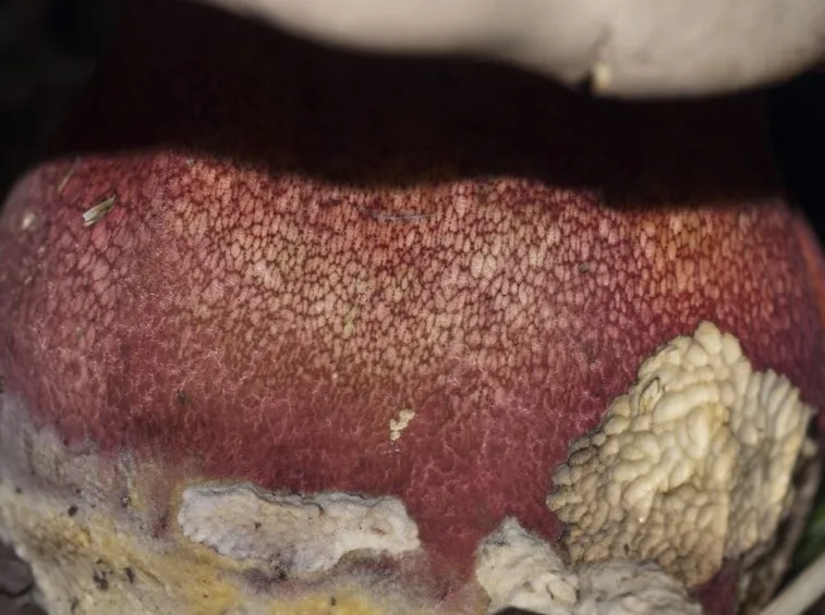 Il reticolo rosso che ricopre il gambo del Boletus satanas