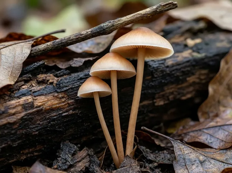 Esemplari di Galerina marginata, che si confondono facilmente con il broche