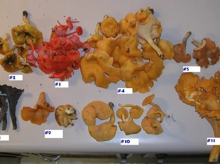 Diverse specie del genere Cantharellus