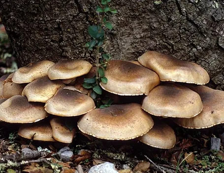 Tronco funghi chiodini