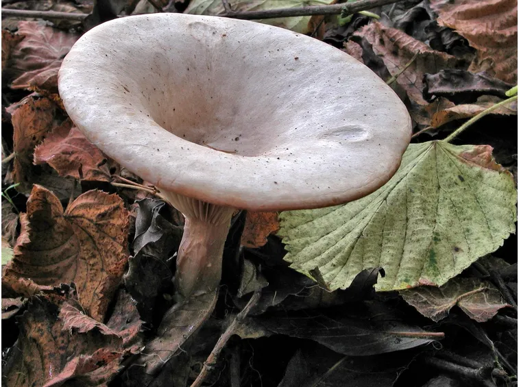 La caratteristica forma del cappello del Clitocybe geotropa